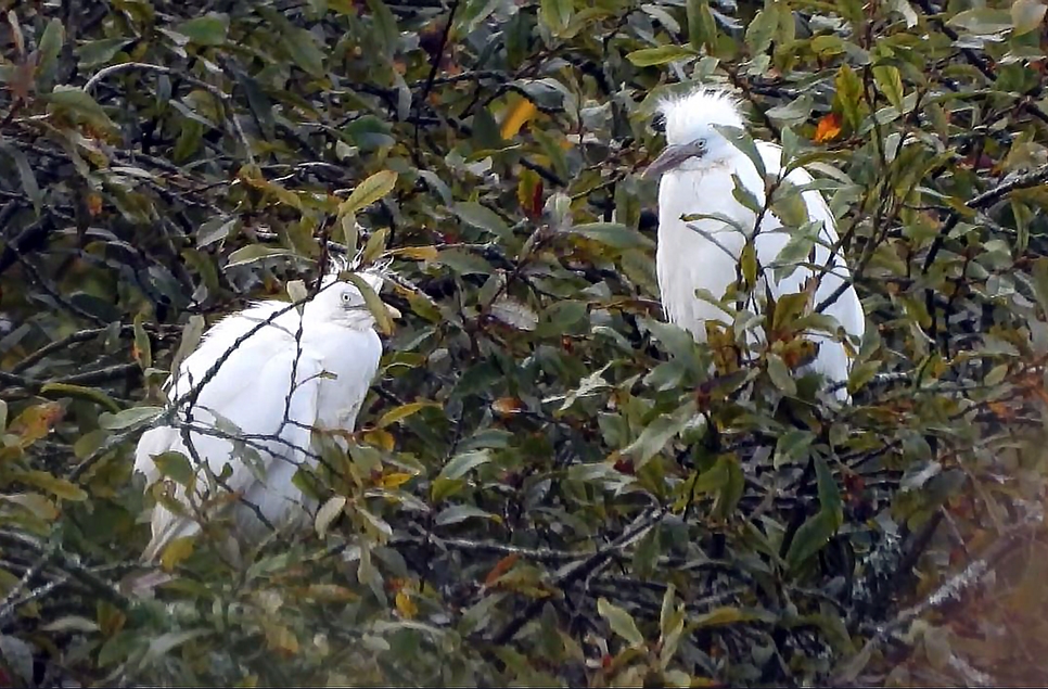 2 cattle egret chick AB AR 091024 966x635.jpg