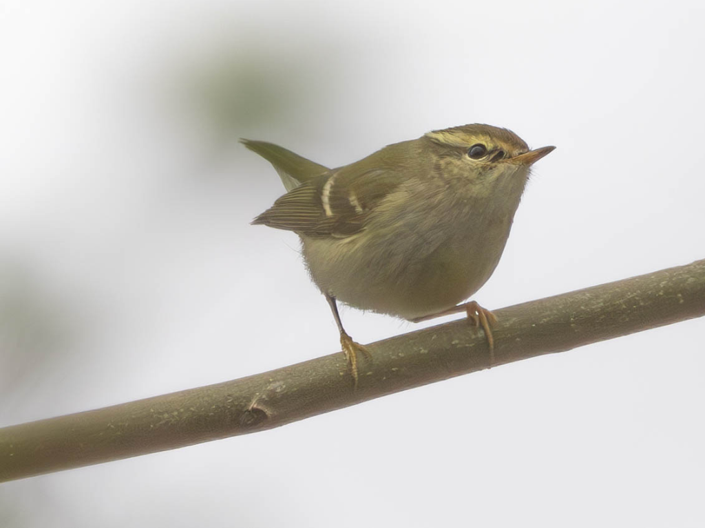 Yellow-browed Warbler, Avocet, Fieldfare, and Peregrines hunting