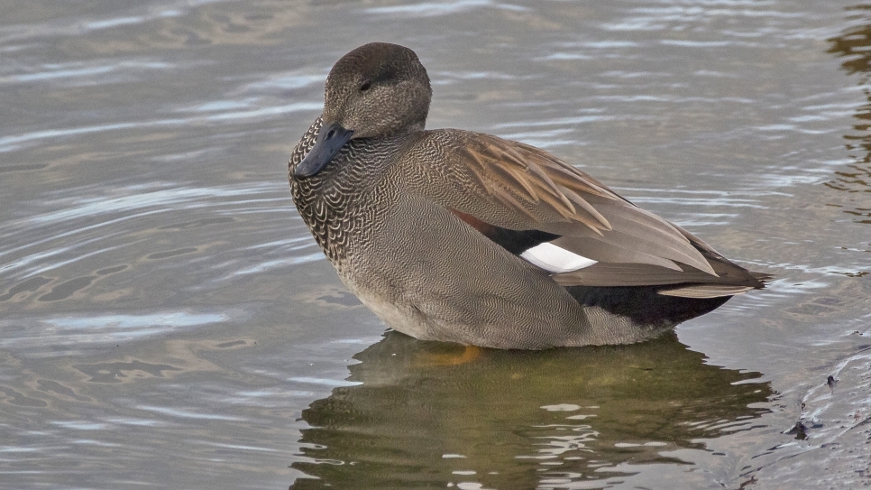 Duck stamps