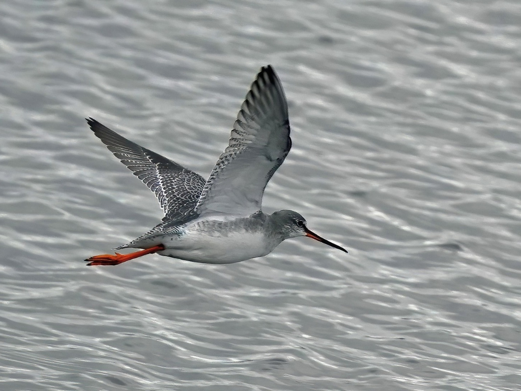 Spotted Redshank, Hen Harrier, Sparrowhawk, and a sneaky Red Fox