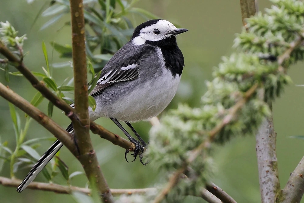 Wildlife Sightings - 19/05/25