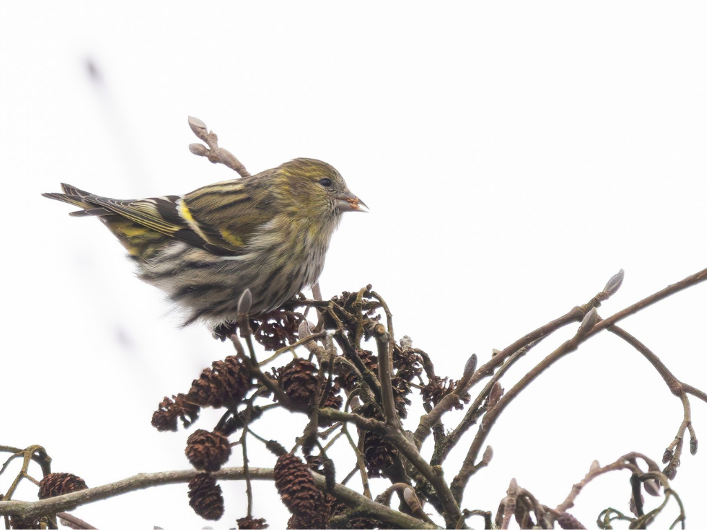 Singing Siskins, Brent Goose, Spotted Redshank, and Water Rail